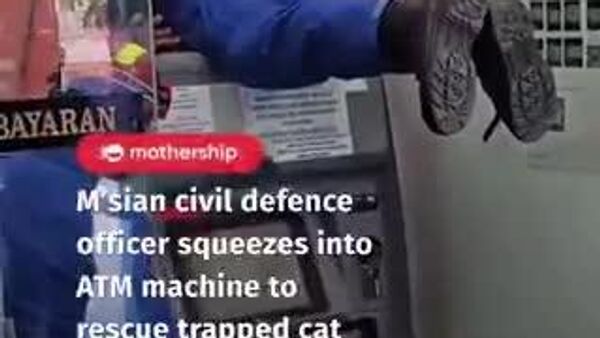 【吾輩は猫であり、ATMではない】 - Sputnik 日本