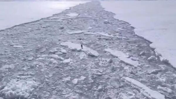 【大パニック、全速力で船から逃げるペンギンたち】 - Sputnik 日本