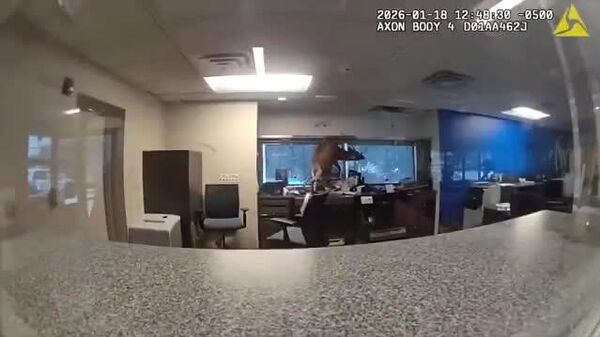 【バンビが銀行強盗！？ 鹿じゃしかたないか…】 - Sputnik 日本