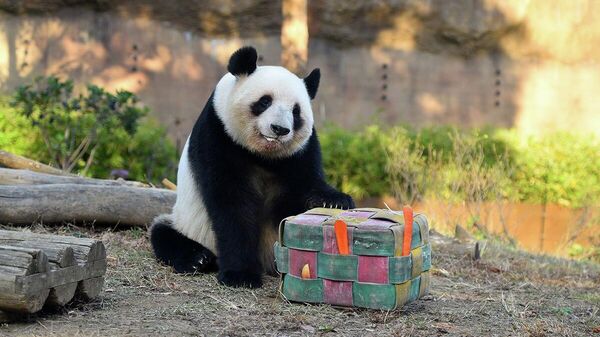 【上野動物園の双子パンダ、返還前最後の観覧日を迎える】 - Sputnik 日本