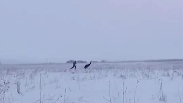 【雪原で女性とダチョウがマラソン？】 - Sputnik 日本