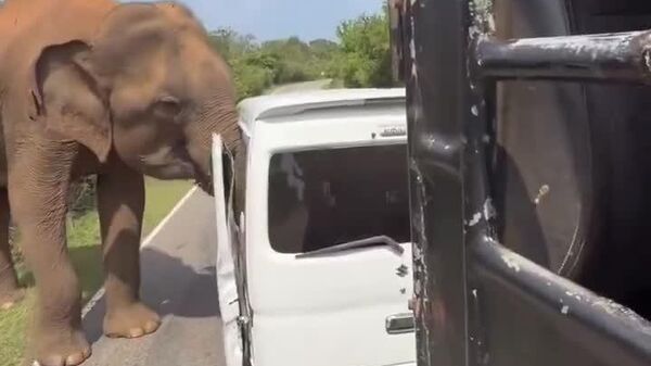 【優しい動物でも、からかうのはご法度】 - Sputnik 日本