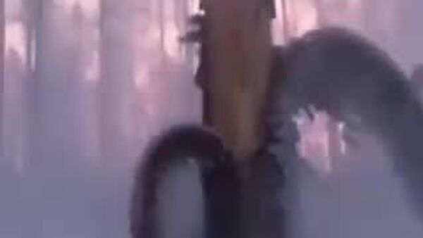 【米国やカナダで大寒波、木々が次々と「爆破」】 - Sputnik 日本