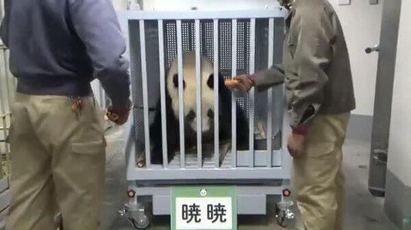 【出発前にくつろぐパンダ2頭】 - Sputnik 日本