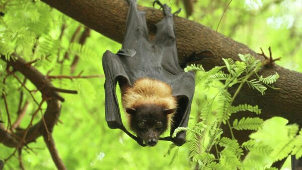 【ニパウイルスの感染経路 ヒトからヒトへのリスクは】 - Sputnik 日本