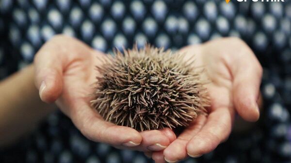 【ロシアのウニ対日輸出額が過去最高 量では全体の8割】 - Sputnik 日本