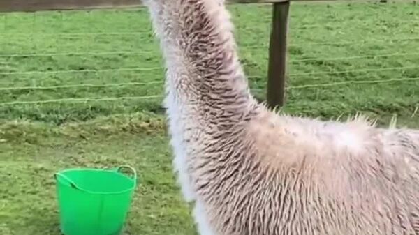 【アルパカ、鏡を使って孤独を克服】 - Sputnik 日本