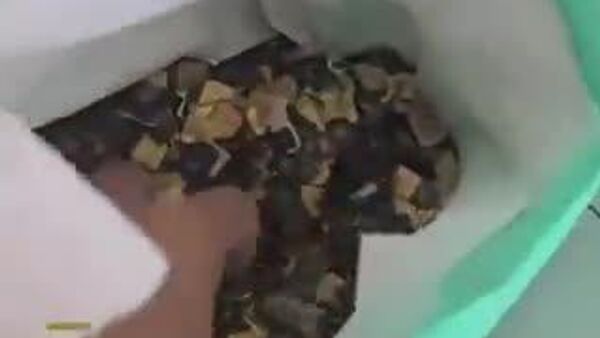 【都市鉱山マイニング 現代の錬金術師】 - Sputnik 日本