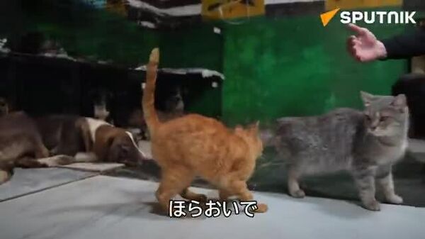 【元軍医、今度は動物を救う】 - Sputnik 日本