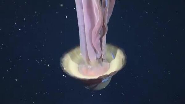 【大西洋の深海で「怪獣クラゲ」発見】 - Sputnik 日本