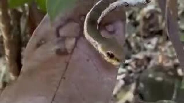 【怖い相手には、自分が強面になるが勝ち】 - Sputnik 日本