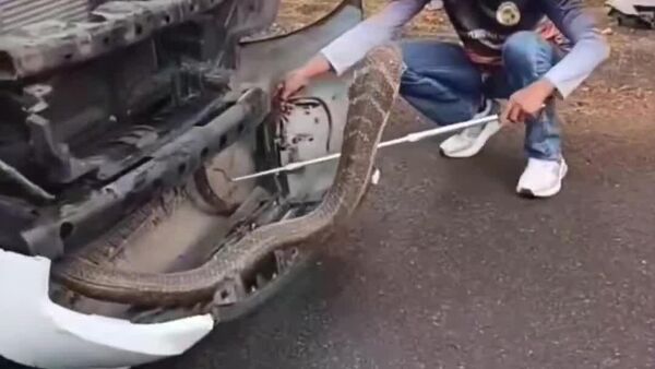 【こういうのを無賃乗車と言う】 - Sputnik 日本