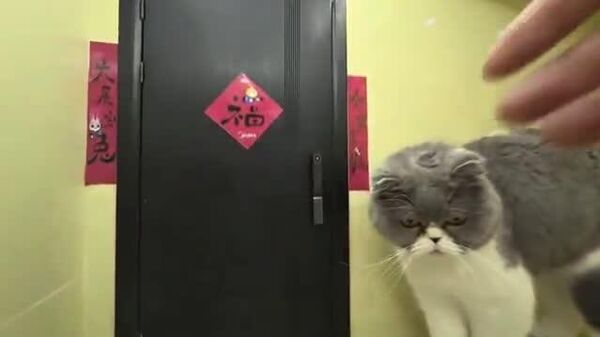 【中国人ブロガー ネコが生活できるミニ都市の建設完了】 - Sputnik 日本