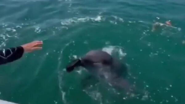 【人間に代わり海を守るイルカ】 - Sputnik 日本