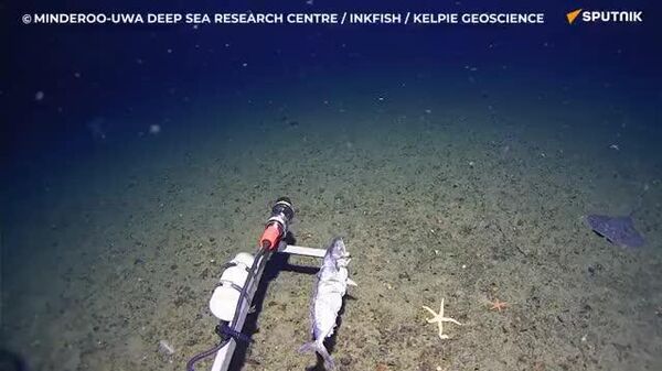 【南極の海にもサメ現る 地球温暖化で？】 - Sputnik 日本