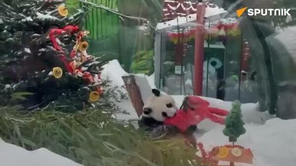 【モスクワ動物園のパンダたちに春節のプレゼント】 - Sputnik 日本