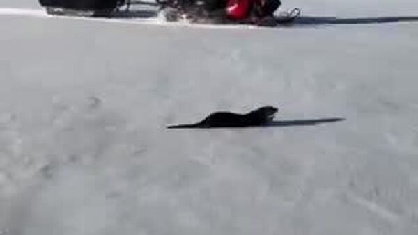 【カワウソとスノーモービル、どっちが速い？】 - Sputnik 日本