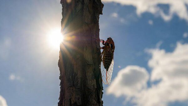 【「酷暑」「炎暑」「超猛暑」 気象庁、40℃以上の日の名称選定で一般投票】 - Sputnik 日本