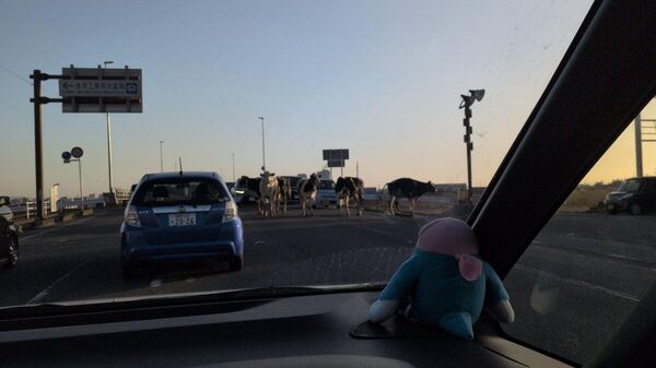 【牛が路上を闊歩 脱走か 佐賀と福岡の県境】 - Sputnik 日本