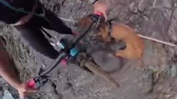 【マウンテンバイク走行 転落寸前で命拾い】 - Sputnik 日本