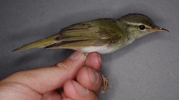 【日本で45年ぶりに新種の鳥を「発見」＝研究】 - Sputnik 日本