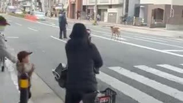 【大阪の迷い鹿 交通事故の原因に？】 - Sputnik 日本