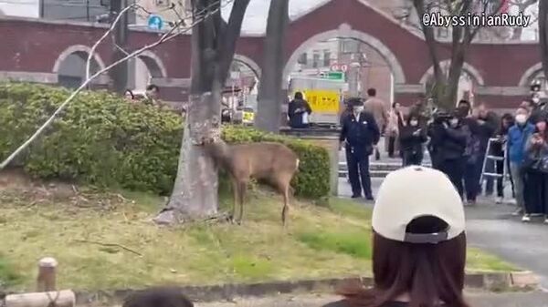 【奈良知事「法的にはクマ、イノシシと同じ対処」 大阪府警に「出頭」のシカどうなる？】 - Sputnik 日本