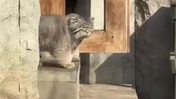 【モスクワ動物園のチモフェイ君、日本からの花嫁を待つも実現ならず】 - Sputnik 日本