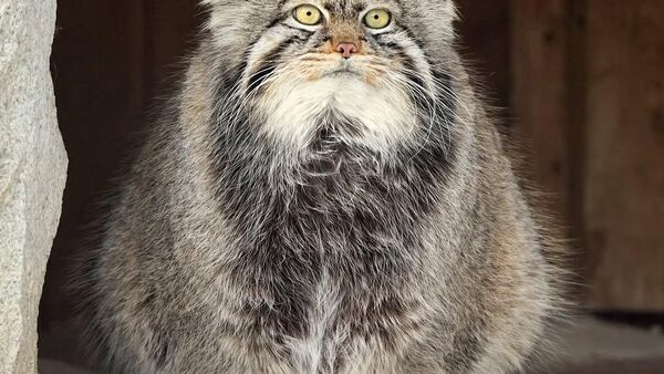 【日本でもマヌル猫の恋人探しはキビシイ状況】 - Sputnik 日本