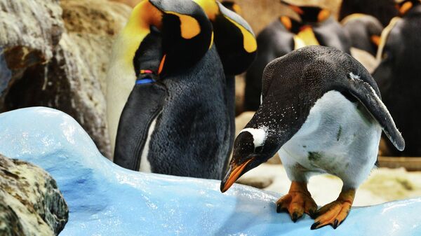コウテイペンギン - Sputnik 日本