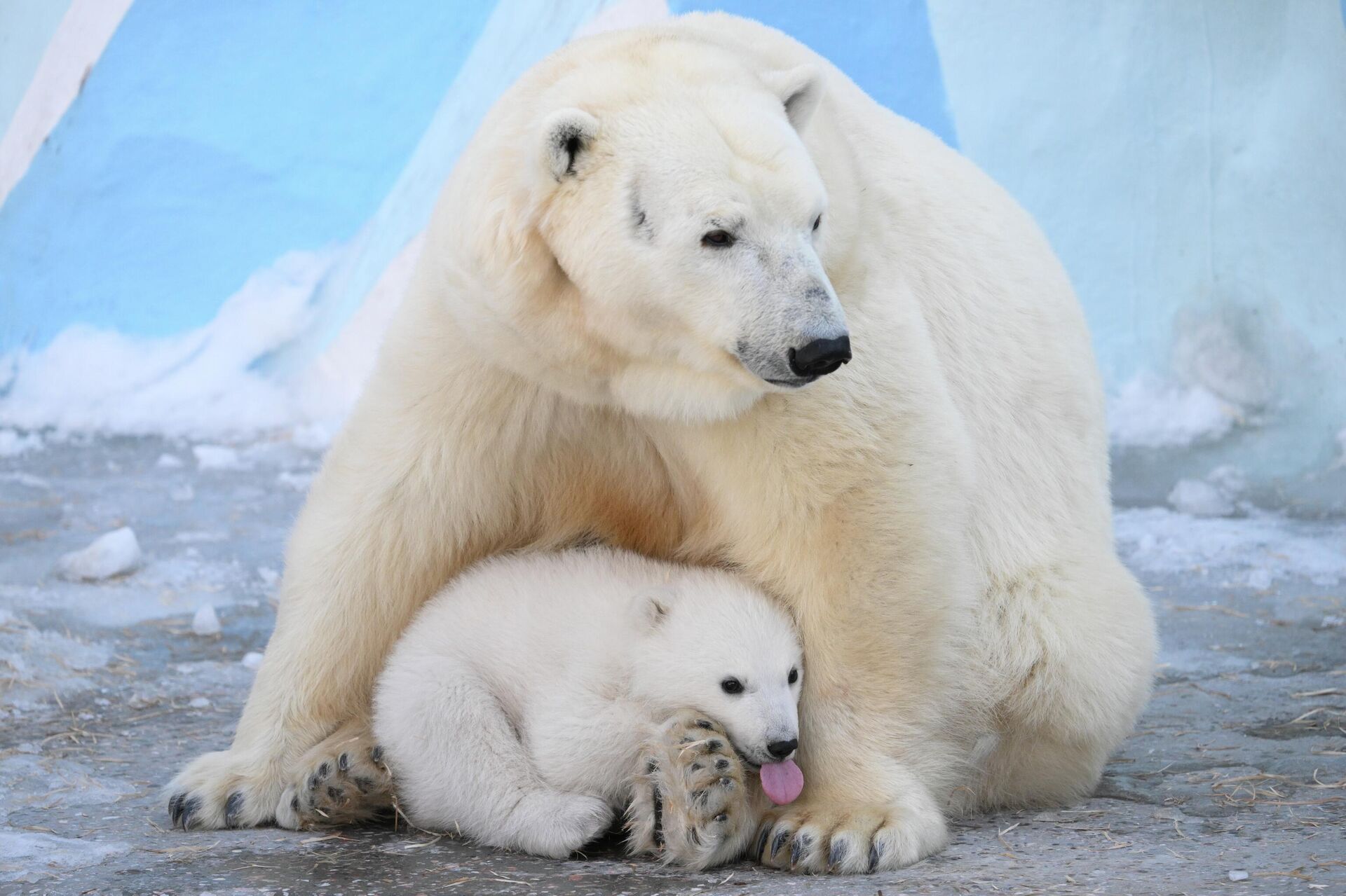 Белая медведица Герда с медвежонком, Новосибирск - Sputnik 日本, 1920, 10.04.2026