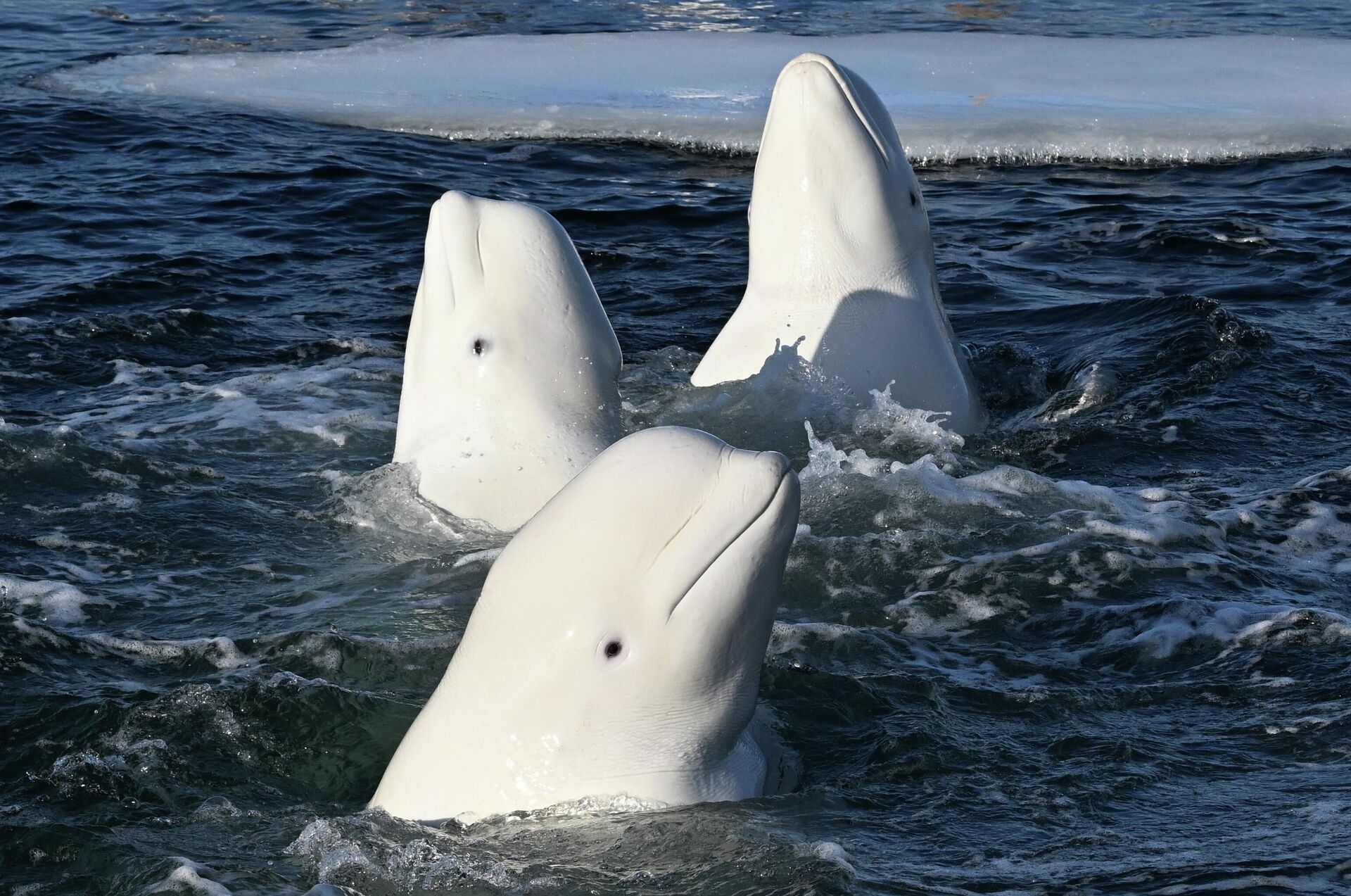 Тренировка белух на базе изучения морских млекопитающих, Владивосток - Sputnik 日本, 1920, 10.04.2026