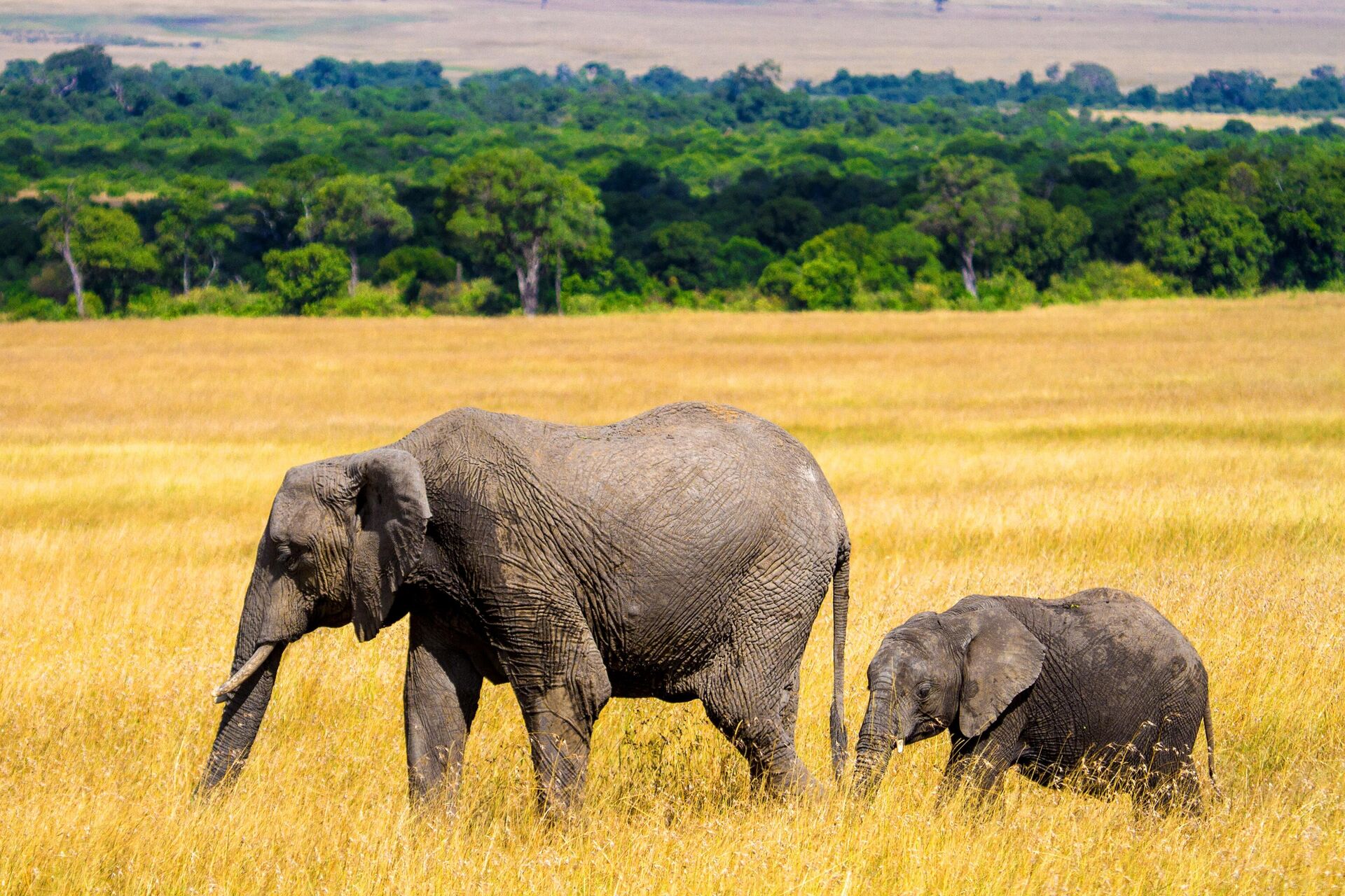 Слоны в национальном заповеднике Масаи-Мара в Кении - Sputnik 日本, 1920, 10.04.2026