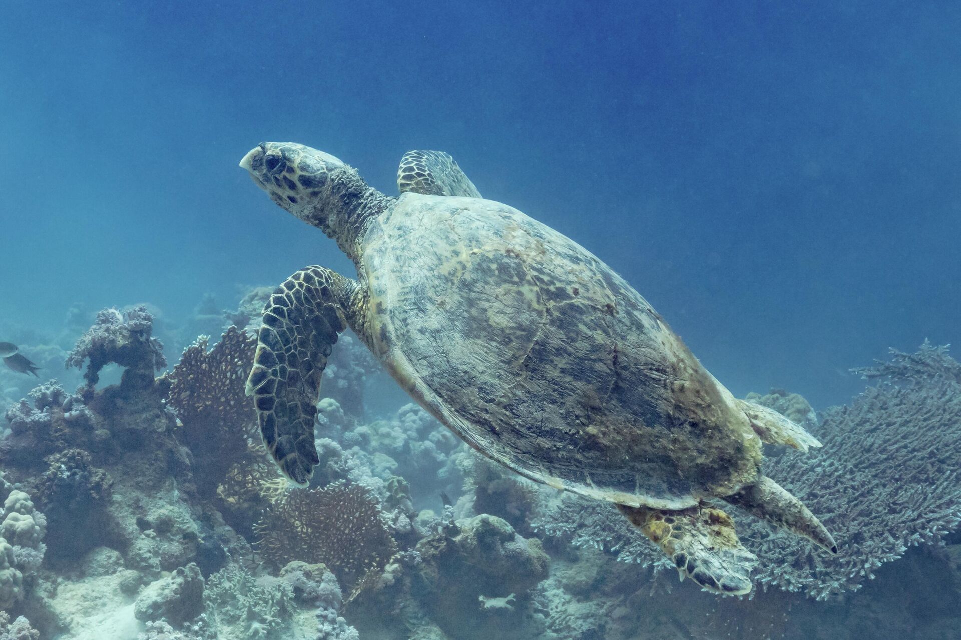 Морская черепаха бисса - Sputnik 日本, 1920, 10.04.2026