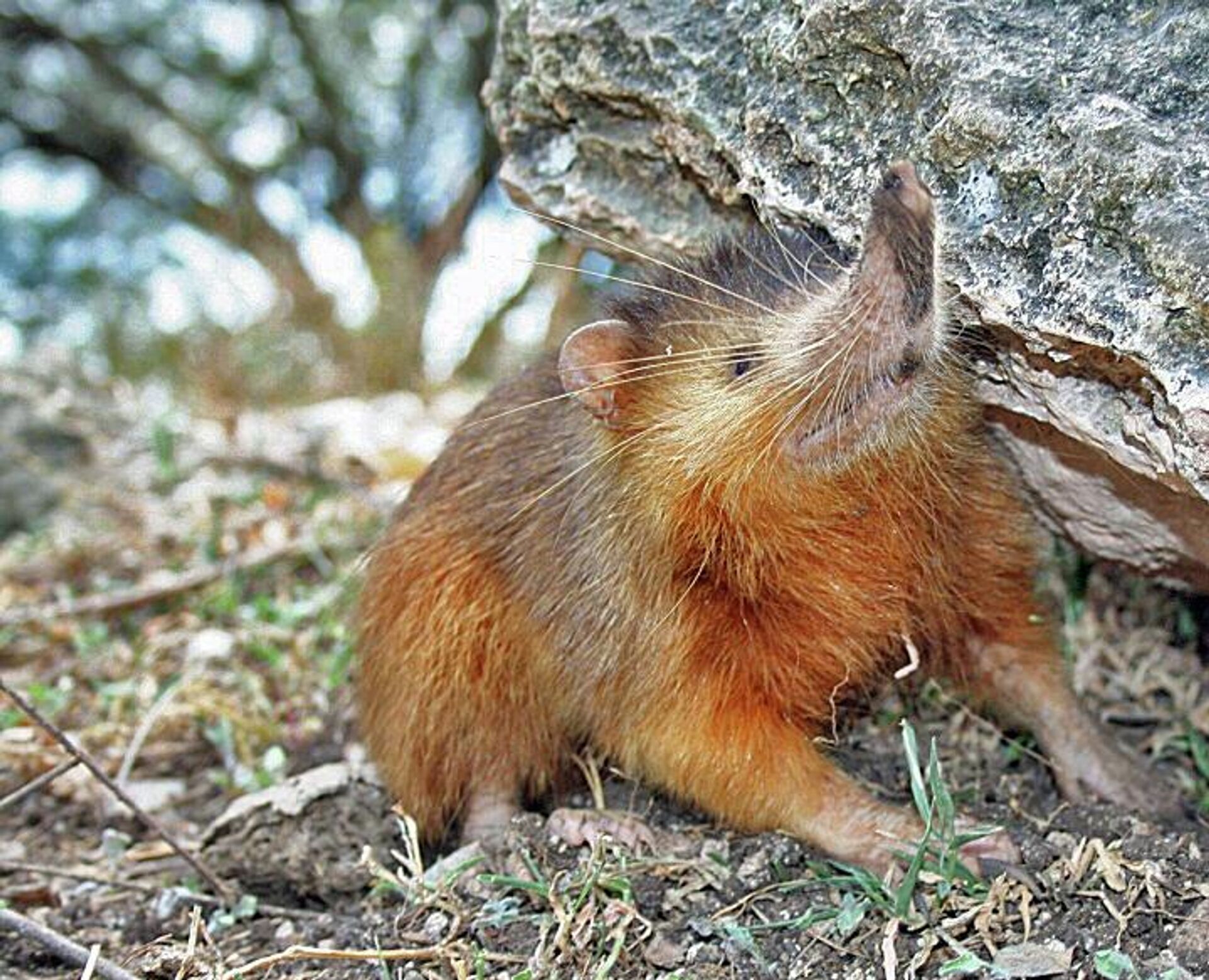 Гаитянский щелезуб - Sputnik 日本, 1920, 10.04.2026