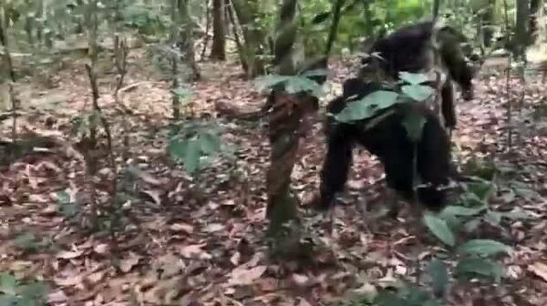 【500年に一度の危機、ウガンダでチンパンジーの「内戦」激化】 - Sputnik 日本