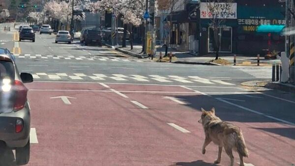 【韓国・脱走オオカミのAIフェイク画像投稿した男逮捕 日本の状況は？】 - Sputnik 日本