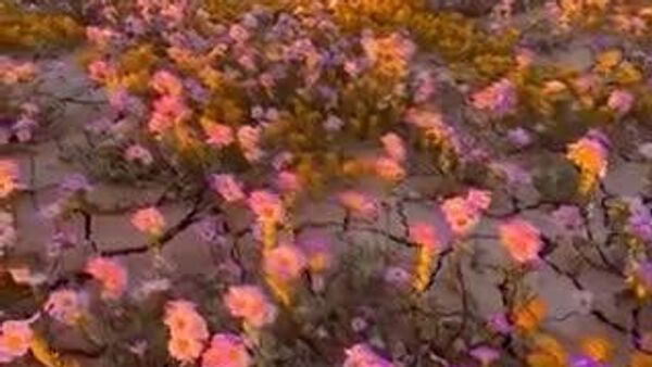 【「死の谷」が10年ぶりに花園へと変貌、見ごろを迎える】 - Sputnik 日本