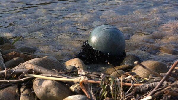 【日本の牡蠣が沿海地方にまで漂流 プラごみが変える世界海洋の生態環境 いったいどうやって？】 (1/4) - Sputnik 日本
