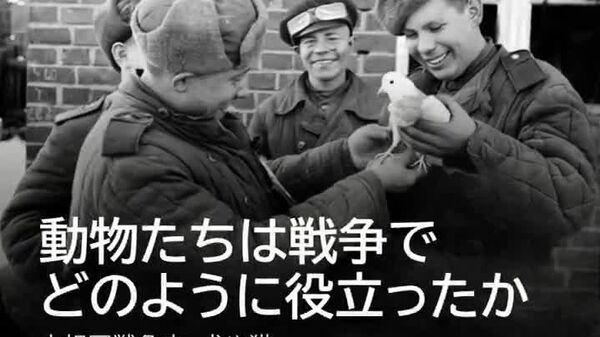 【トナカイの「密偵」だけじゃない 大戦期のソ連で暗躍した動物たち】 - Sputnik 日本