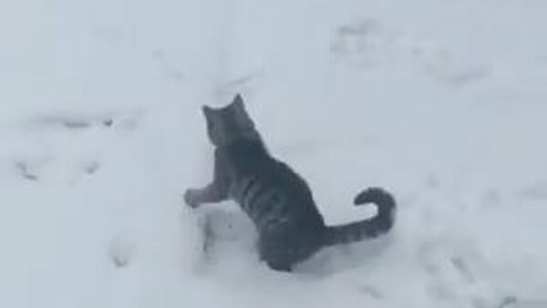 【初夏のシベリアで大雪】 - Sputnik 日本