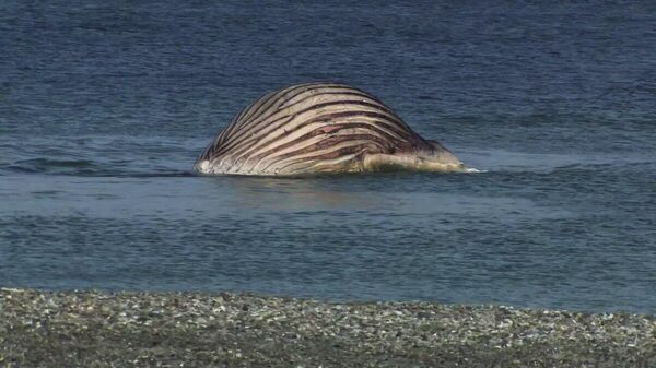 【デンマーク沿岸の巨大クジラの死骸、爆発の恐れ】 - Sputnik 日本