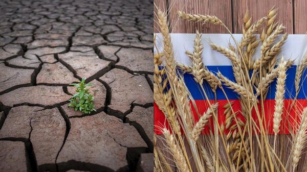 【エルニーニョ現象がきても大丈夫 食糧でロシアが無敵な理由】 - Sputnik 日本