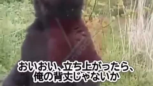 🐻 ある日のサハリン。男性は犬を連れ、魚釣りに出掛けたところ、出会ったのは魚だけではなく、新しい「お友達」。 クマはどうやら魚の匂いにつられ、男性から離れられなかったらしい。 - Sputnik 日本