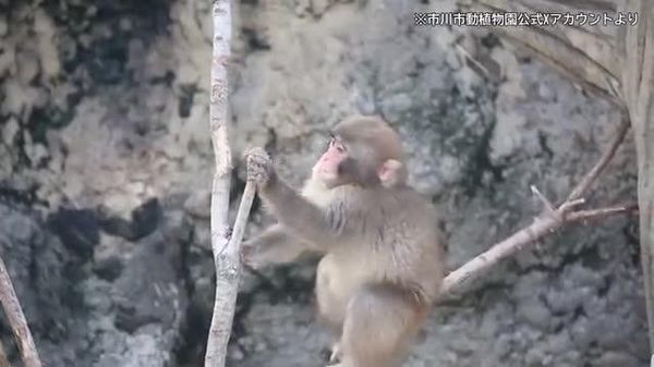 【パンチのサル山にレーザー 市川市動植物園、迷惑客に苦慮】 - Sputnik 日本