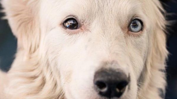 【虐待から救われ、救助犬へと成長したベネズエラの「ツナミ」に称賛の声】 - Sputnik 日本
