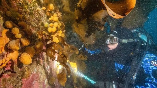 【南極で発見の毒に抗がん物質？ 自然由来の未来の薬はどう解明されてきたか？】(1/5) - Sputnik 日本