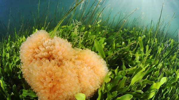 【海洋生物だってがん治療を助ける】(4/5) - Sputnik 日本