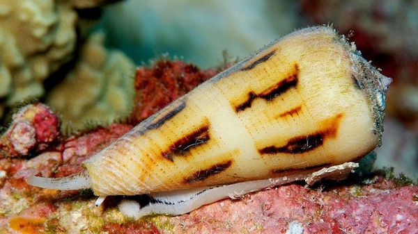 【海の軟体動物の毒が痛みを取り去る】(5/5) - Sputnik 日本