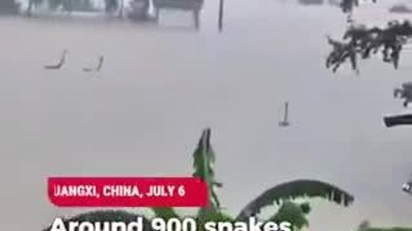 【中国豪雨でヘビ大量脱走 かまれた女性1人死亡】 - Sputnik 日本